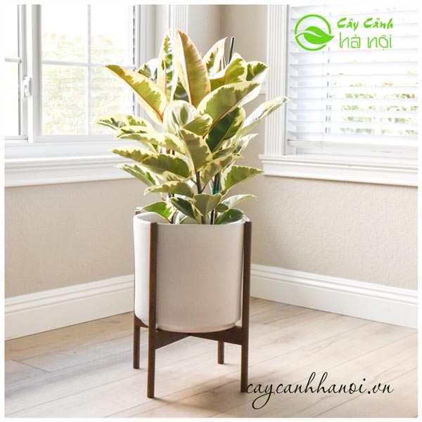Cây đa búp đỏ cẩm thạch - Cây cảnh để bàn