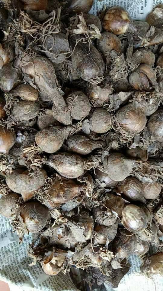 Củ giống hoa bỉ ngạn hoa màu CAM - ( 1 củ + 1 viên nén xơ dừa ươm củ )