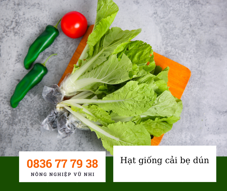 Hạt giống cải bẹ dún 10 gr ( 2500 hạt)