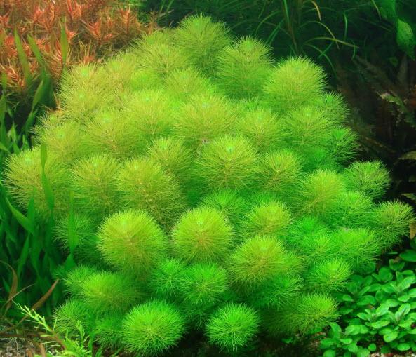 Cây Thủy Sinh: Tiểu Bảo Tháp