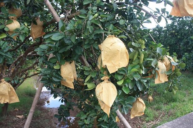Combo 50 túi bao trái bưởi giấy vàng kích thước 30x36 cm (bao trái bưởi da xanh, nhãn, thanh long...)