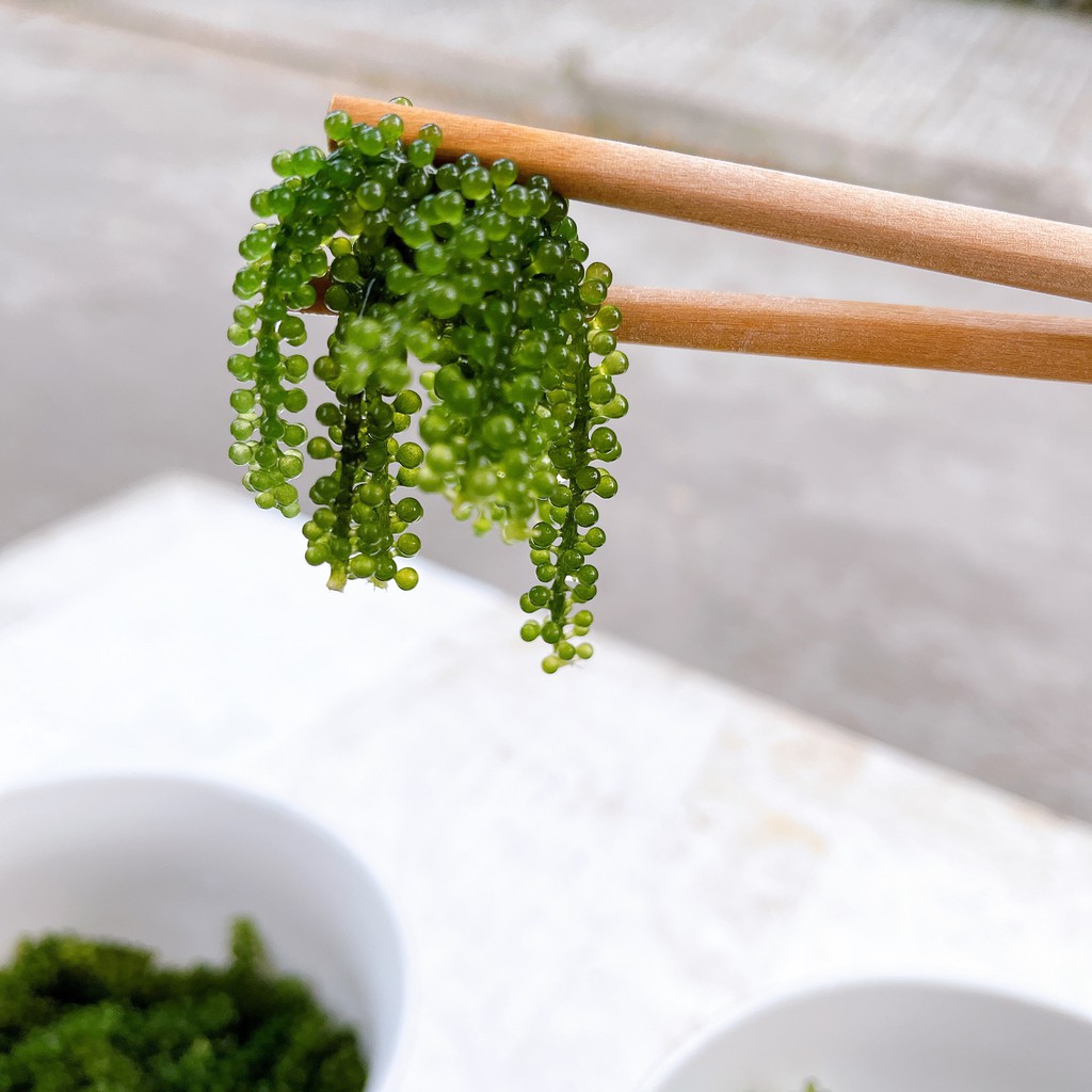 Rong Nho Tách Nước Khánh Hòa