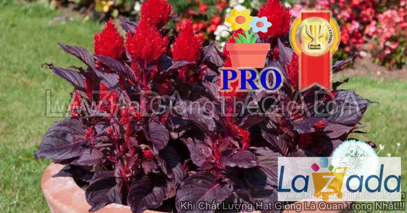 100h Hạt Giống Hoa Mào Gà Lửa Smart Look Gân Đỏ (| -KD: B36*X65*M006)
