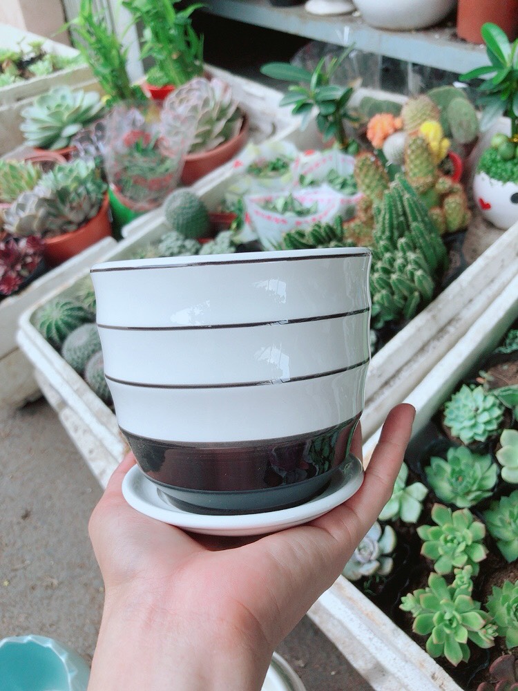 Chậu sứ tráng men cao cấp  kèm dĩa lót 4