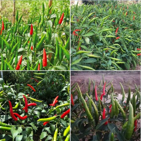 Super Spicy Chili Seeds - Pack of 30 Seeds