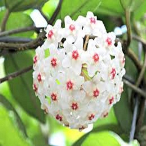 LAN CHẬU LAN CẦM CÙ , CÂY TƯƠI ĐẸP GỬI ĐI NGUYÊN BẦU ĐỦ MẶT HOA