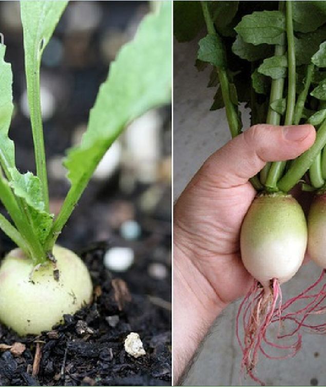 Hạt giống củ cải trắng ruột đỏ - gói 2gram