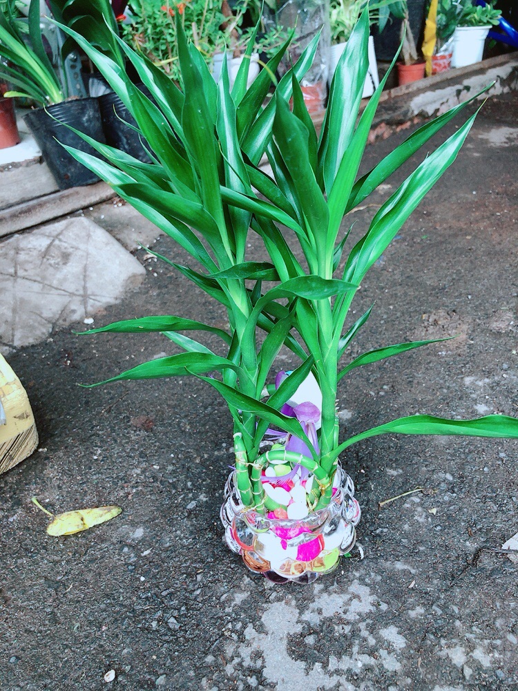 Chậu Trúc Phát Tài