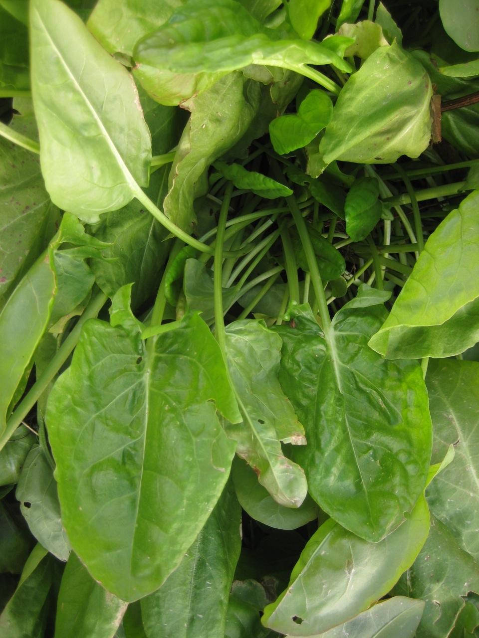 1Gr Hạt Giống Rau Chua Sorrel (TLA0| B43*X32*M166)