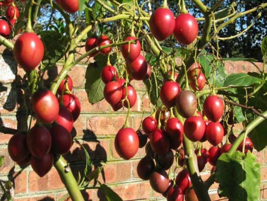 Cây giống cà chua thân gỗ Tamarillo (Magic-S)