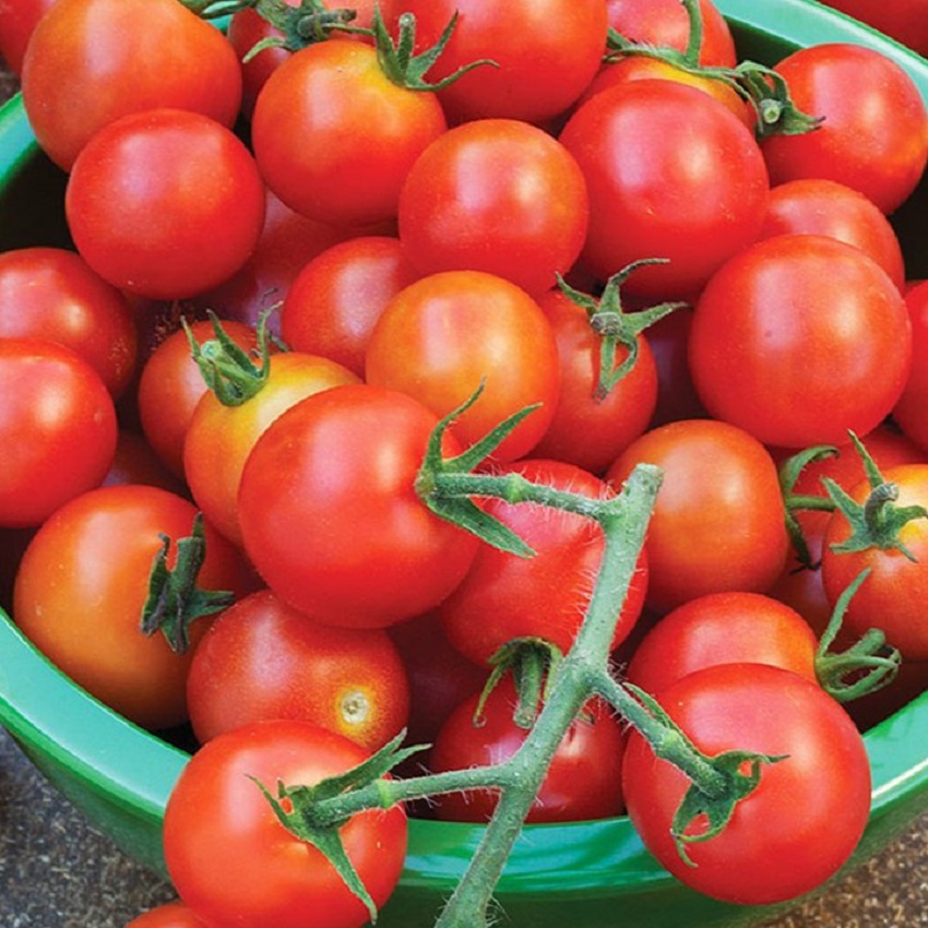 Cà Chua Pi ( Trái oval ) - Thuận Điền (1gram)