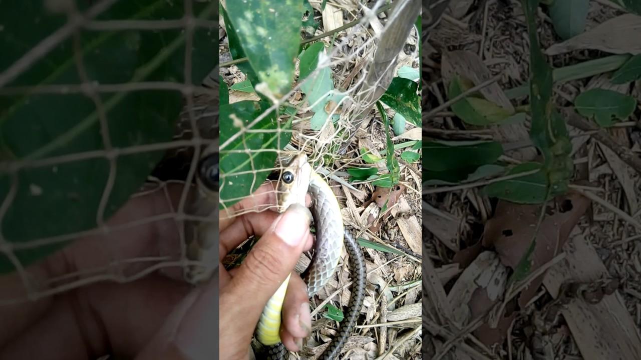 Lưới bẫy rắn dài Từ 20M đến 100M ( Đặt theo yêu cầu )