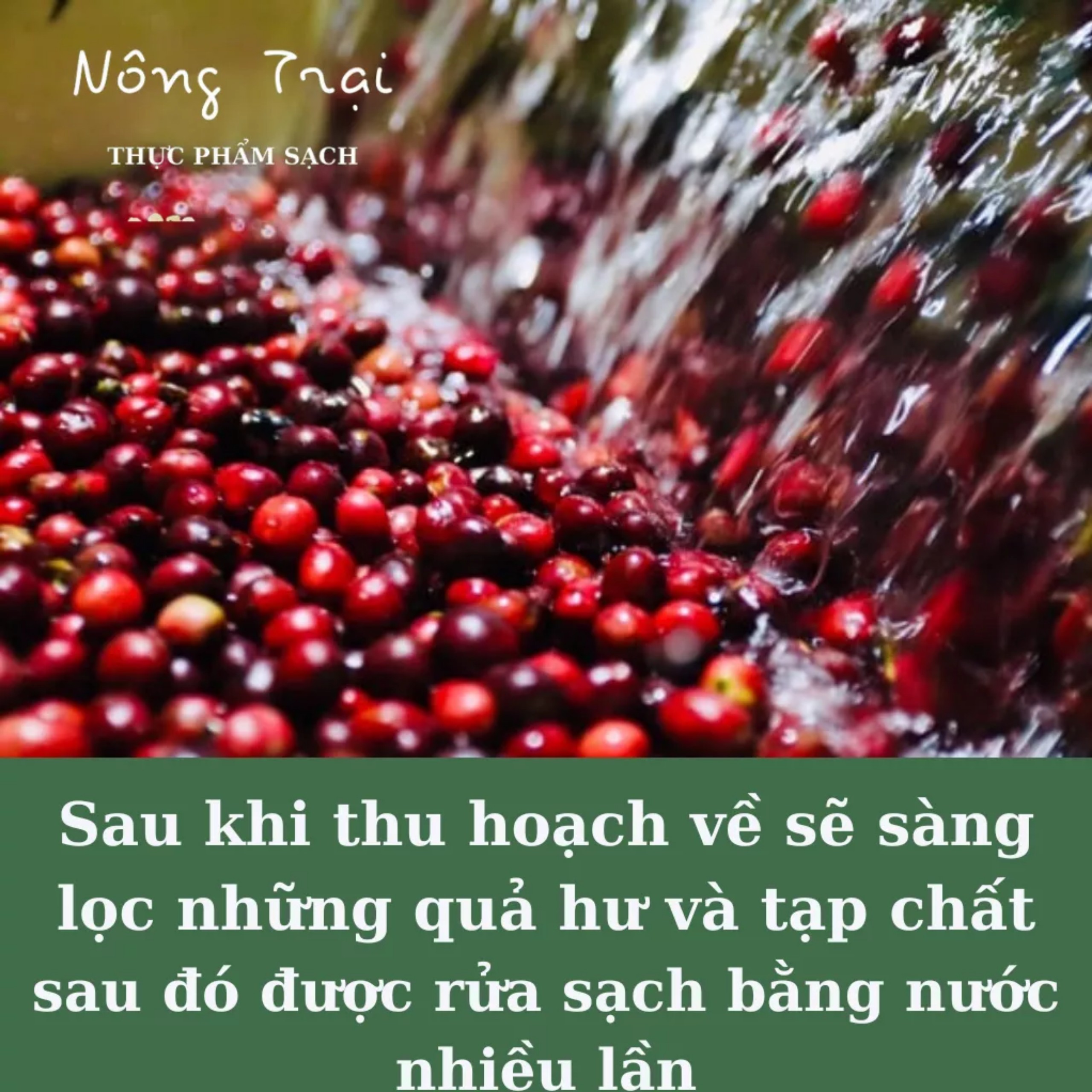 Cà phê Robusta - Cafe rang xay nguyên chất - cafe mộc 500G/gói