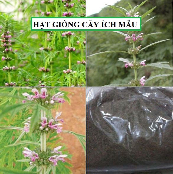 Hạt giống cây Ích mẫu - ( cây dược liệu - 50 hạt )