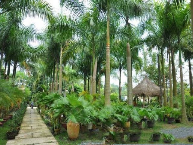 Cây cau vua mua 1 tặng 1.