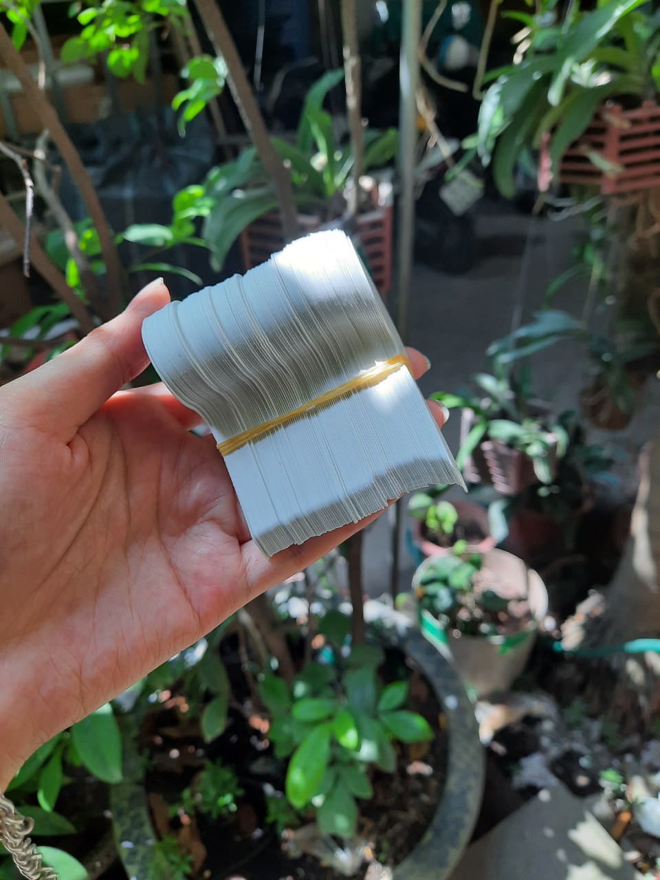 100 Thẻ cắm ghi tên cây màu trắng