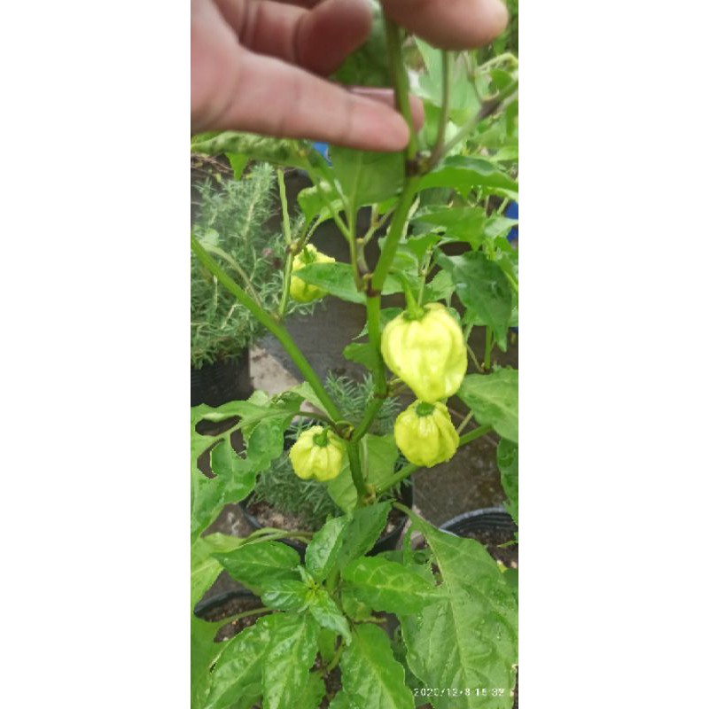 MA300 GÓI 5 HẠT ỚT HABANERO VÀNG ( LEMON HABANERO)