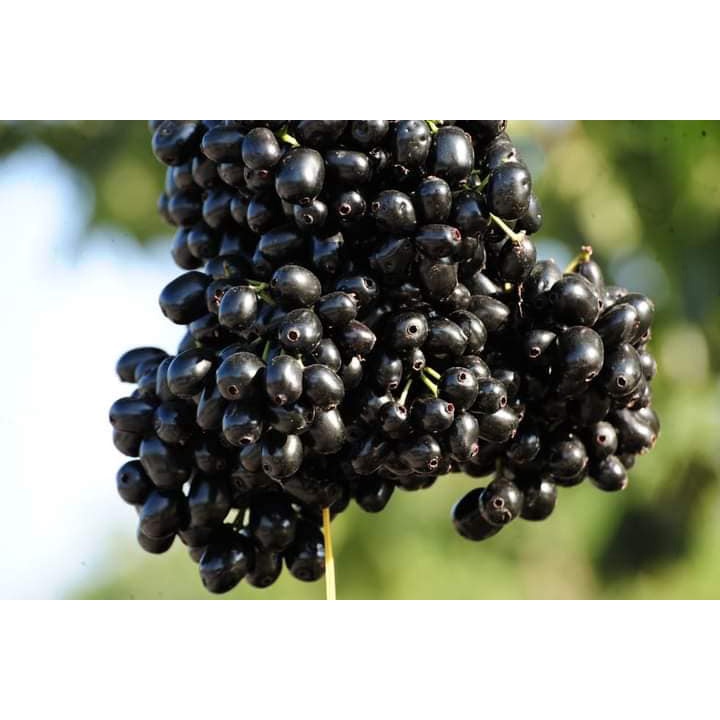 Cây giống trâm gối lùn tứ quý _trung tâm cây giống eakmat tây nguyên