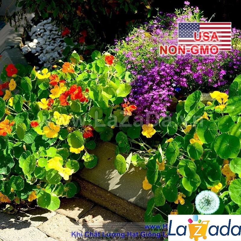 15h Hạt Giống Sen Cạn Lùn Mix Màu (C1.102| -KD: B10*V45*M209)