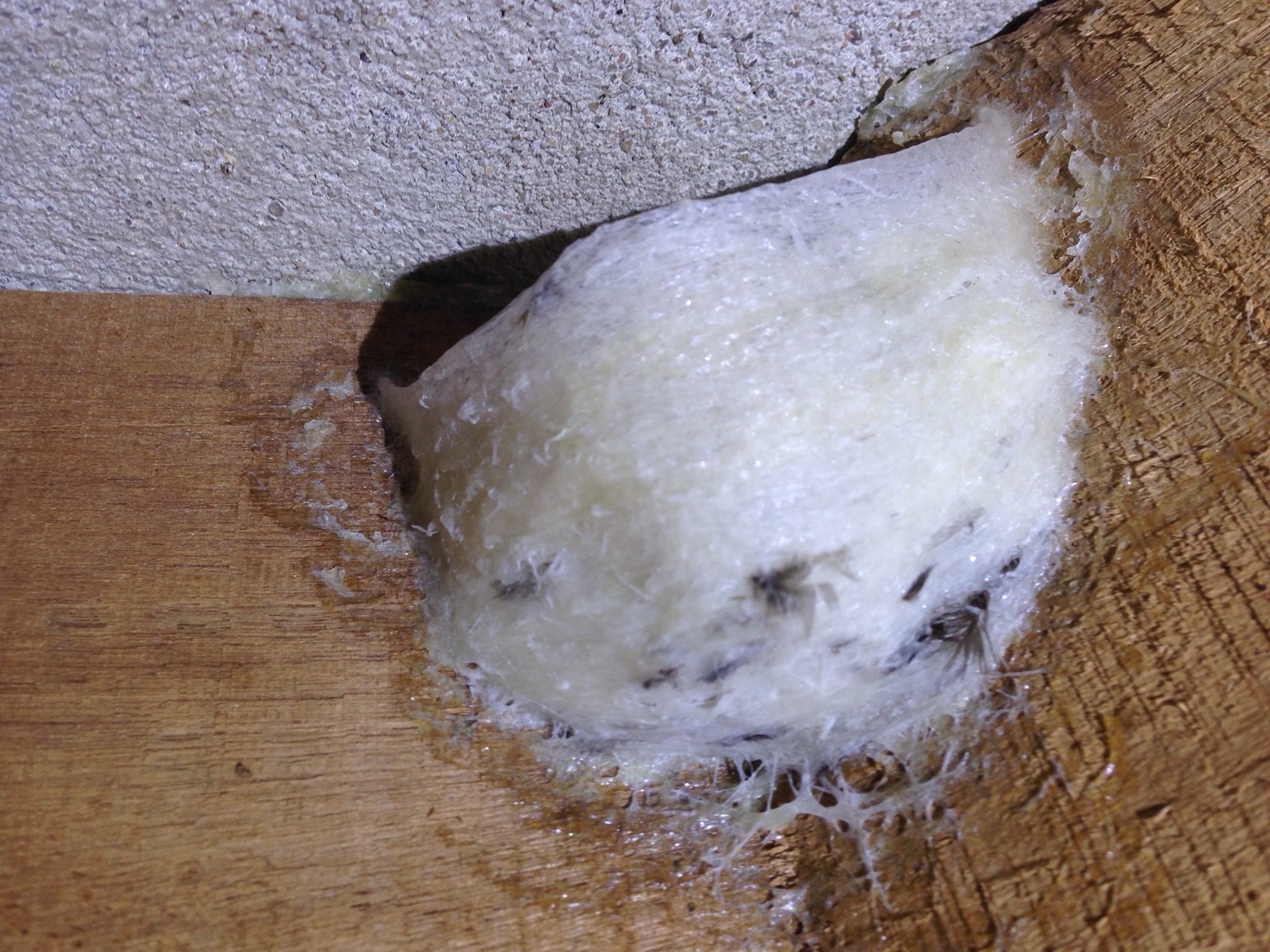 Tai yến thô 10g
