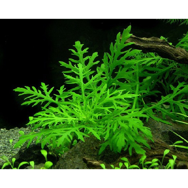 Thủy Cúc Thủy Sinh (10 Nhánh)