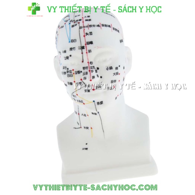 Mô Hình Đầu Châm Cứu