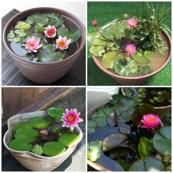 [HCM]hạt giống hoa súng thái mix màu gói 5hat