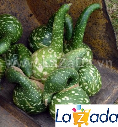 5h Hạt Giống Bầu Sao Thiên Nga (A1.303| C38*W34*M163)