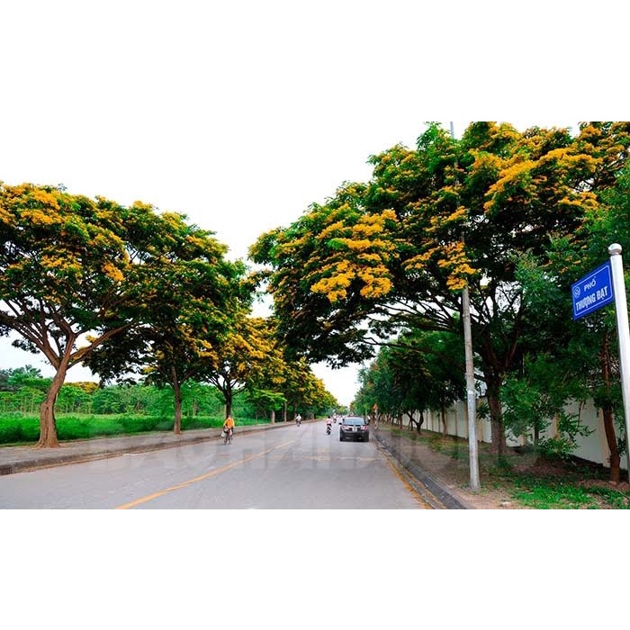 Cây Giáng Hương