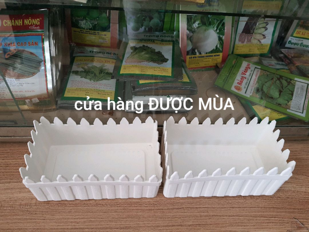 Combo 2 chậu hàng rào dài 20cm
