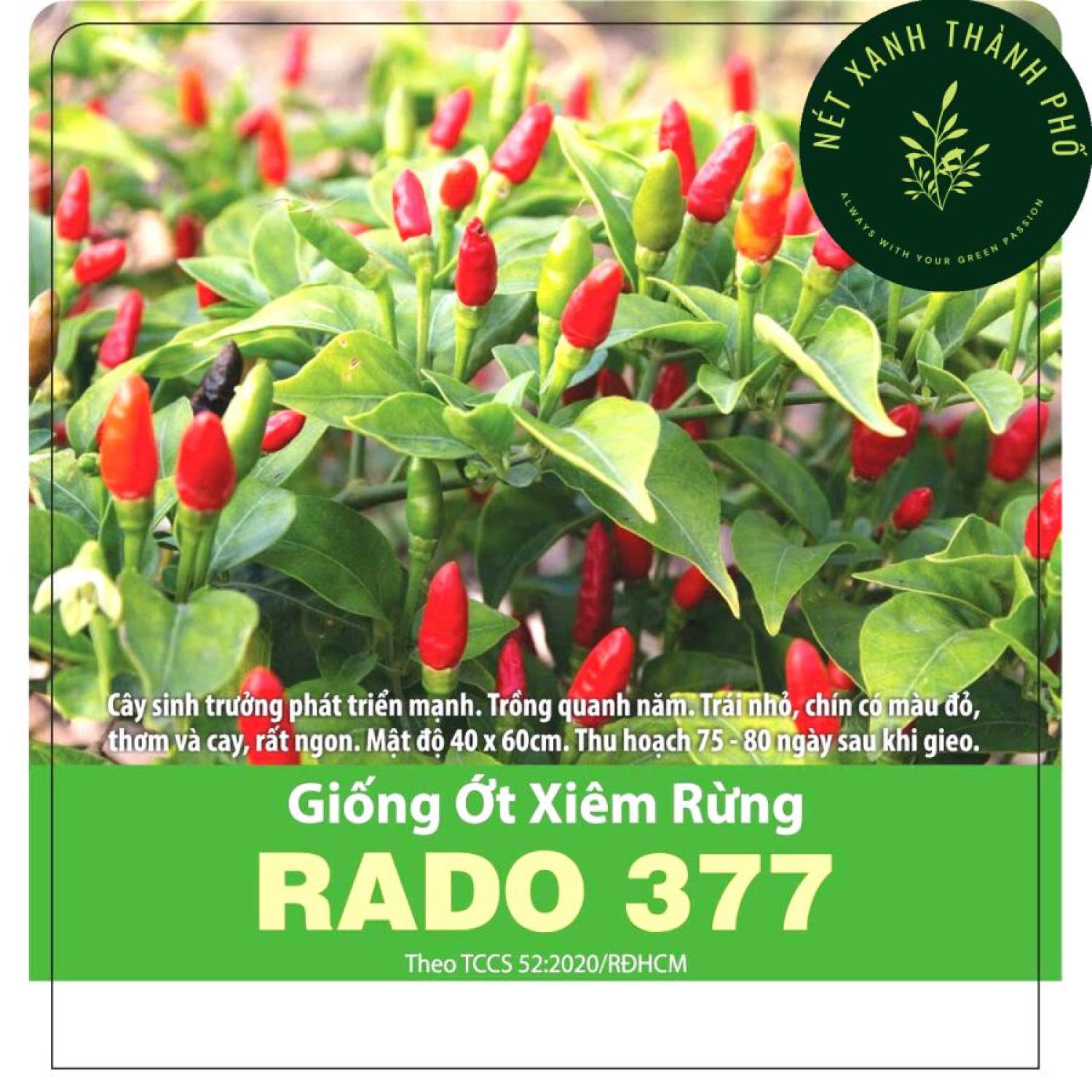 Hạt giống Ớt Xiêm Rừng
