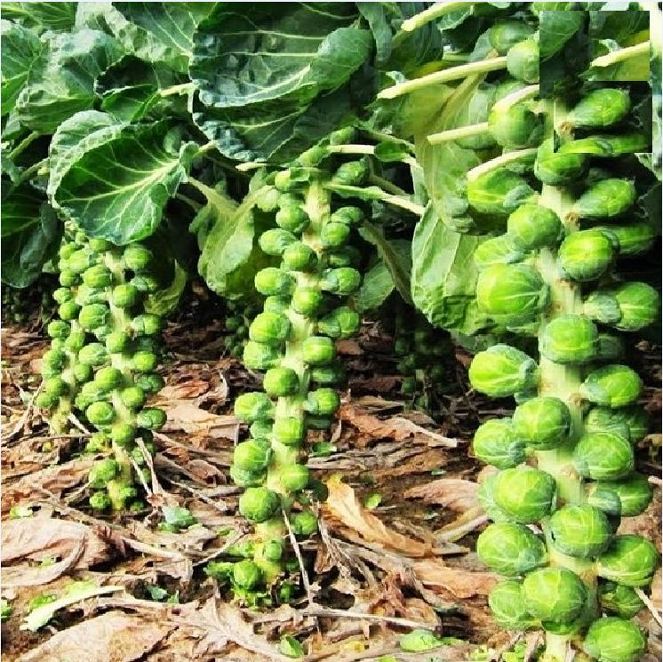 Hạt giống bắp cải tí hon xanh 50 hạt (TẶNG gói kích thích hạt nảy mầm)