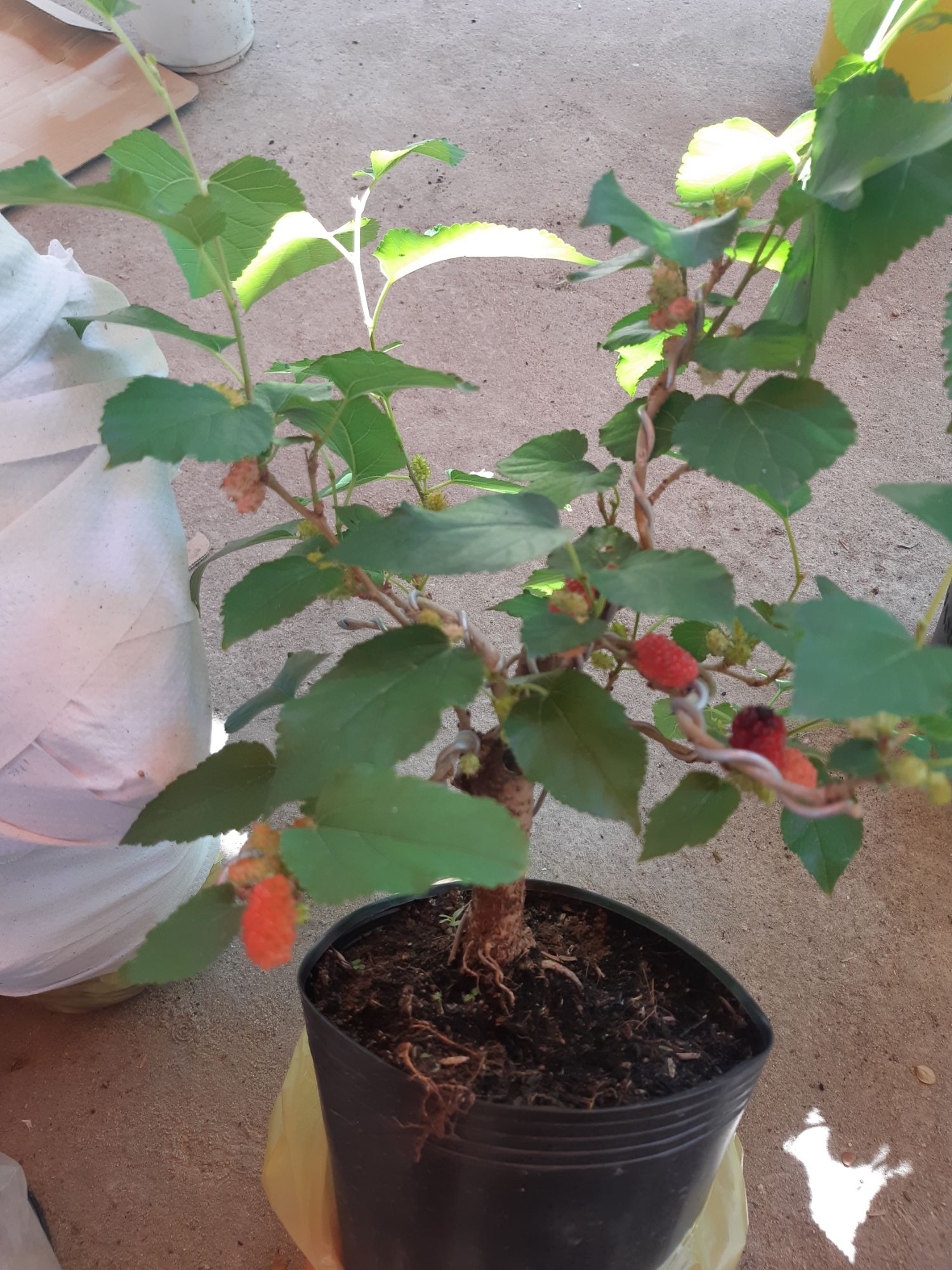 cây dâu tằm bonsai mini