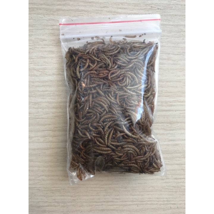 sâu gạo rang bơ size mini cho nhím, sóc, hamster