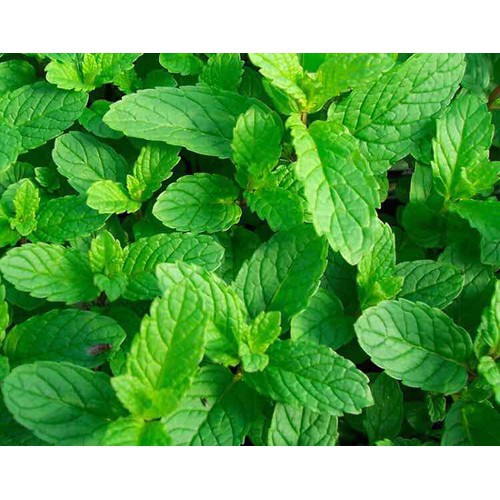 Hạt bạc hà âu húng lũi - gói 0.2 gram