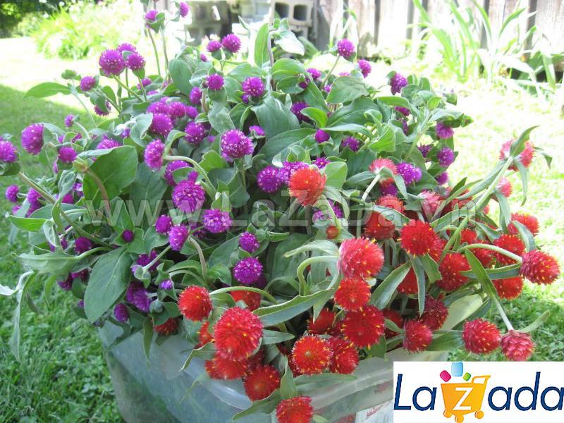 1GR 400.HAT Hạt Giống Hoa Cúc Bách Nhật Đỏ (KD| -KD: B26*M021)
