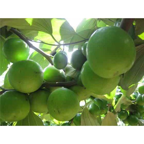 cây giống táo thái
