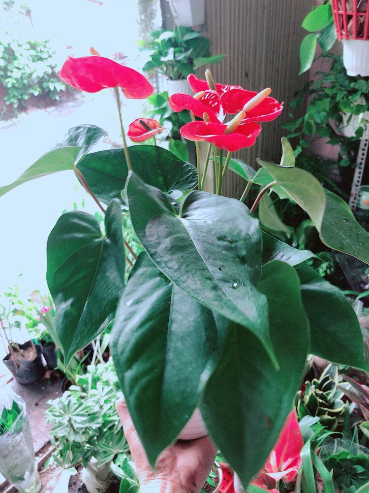 [HCM]Chậu Cây Hồng Môn