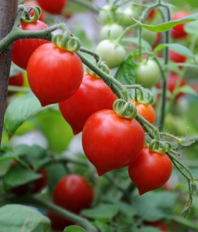 Hạt giống cà chua đỏ trái tim - gói 30 hạt