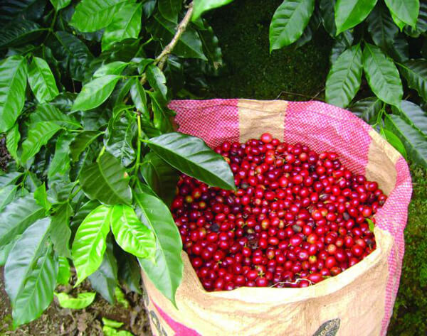 [HCM]Cafe sạch rang mộc xay sẵn 500gr