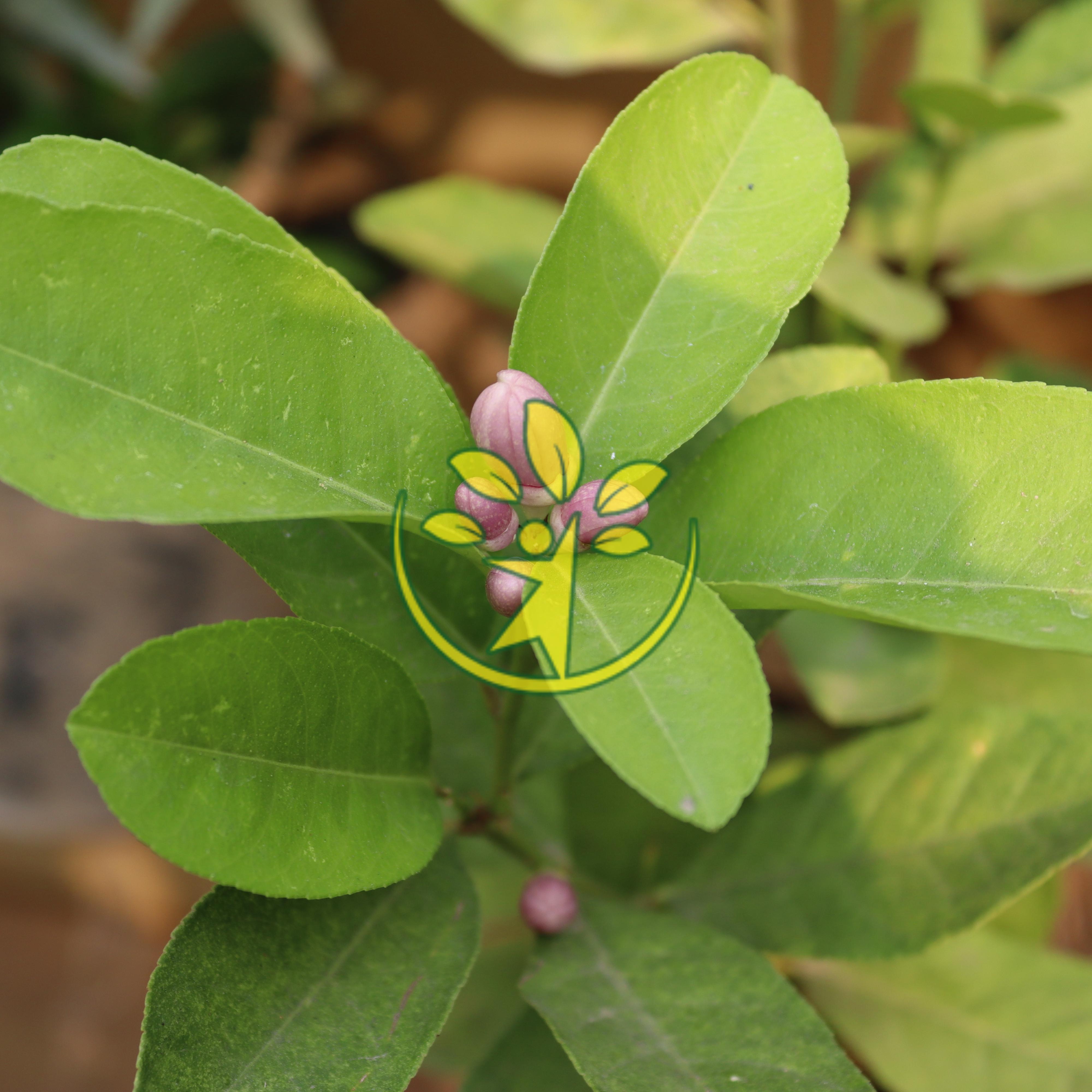 Cây chanh ta đã ra hoa chuẩn giống