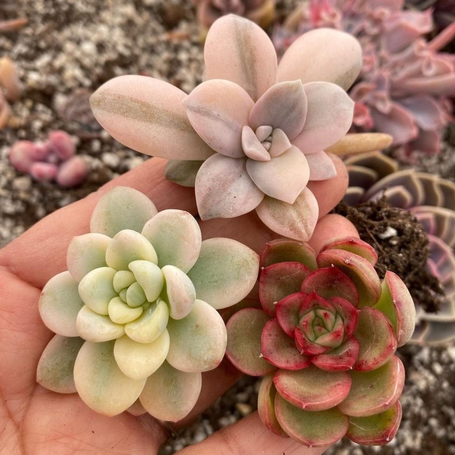 SEN ĐÁ ĐÀ LẠT RANDOM SIZE BÉ 🌇 (1 cây, mua nhiều chọn khác loại tối đa 12 loại) ❤️ HƯ 1 ĐỔI 1