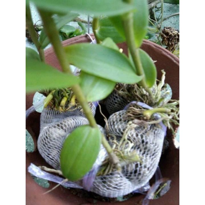 Phân dê đóng sẵn loại 20cm