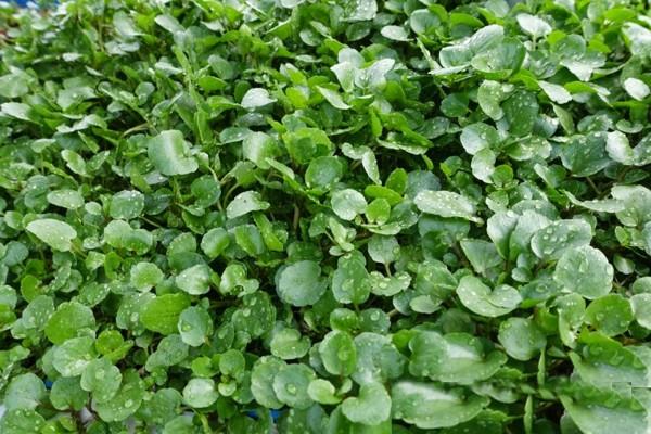 [HCM]Gói 0.1g hạt giống xà lách xoong Mỹ