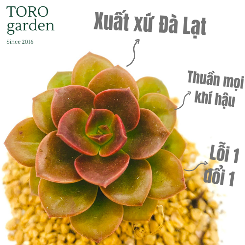 SEN ĐÁ NHẬT NGUYỆT  SIZE MINI   ĐÀ LẠT  HƯ 1 ĐỔI 1  SIÊU CUTE