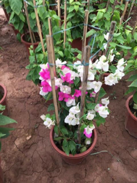 Cây giống hoa giấy nhiều màu
