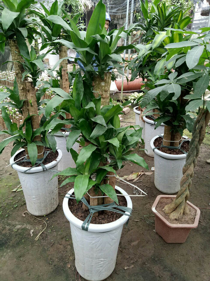 CHẬU Cây thiết mộc lan ghép