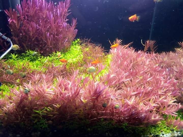 Cây Thuỷ Sinh Vảy ốc Hồng - Rotala Pink