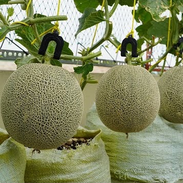 Green Cantaloupe Seeds (Rado 173) 10 seeds package
