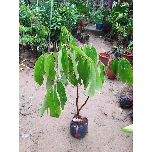 Nhãn hạt lép ido cây giống